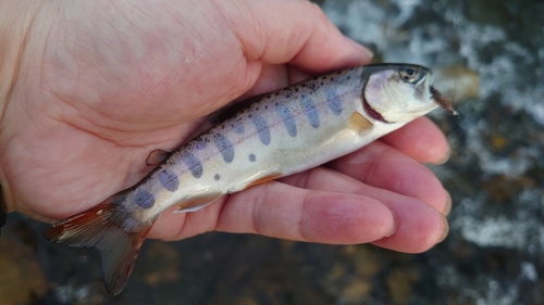 ヤマメの釣果