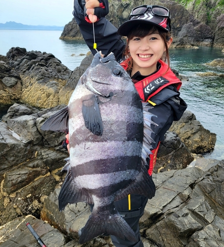 イシダイの釣果