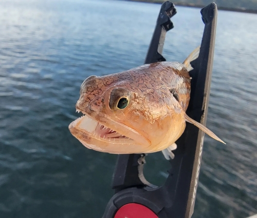 エソの釣果