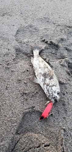 イシモチの釣果