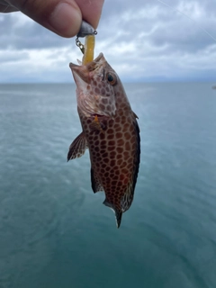 オオモンハタの釣果