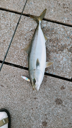 イナダの釣果