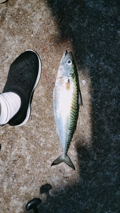 サバの釣果