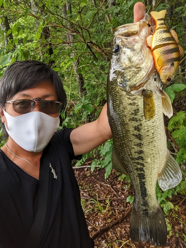 ブラックバスの釣果