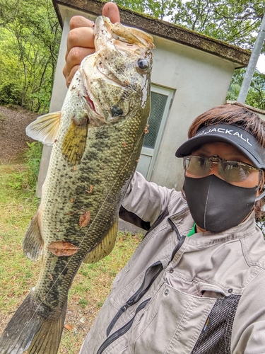 ブラックバスの釣果