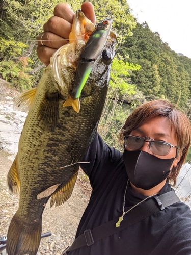 ブラックバスの釣果