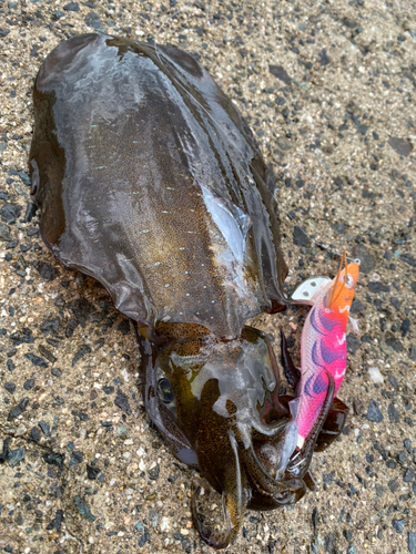 アオリイカの釣果