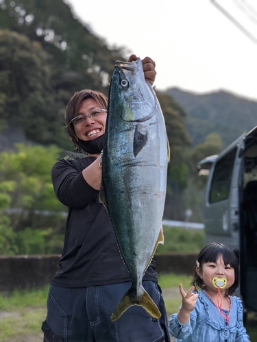 ブリの釣果