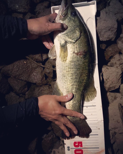 ブラックバスの釣果