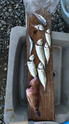アジの釣果