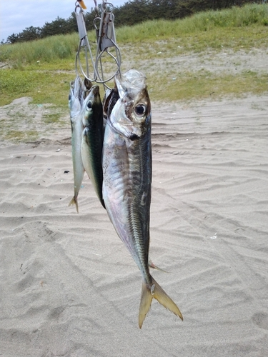 釣果