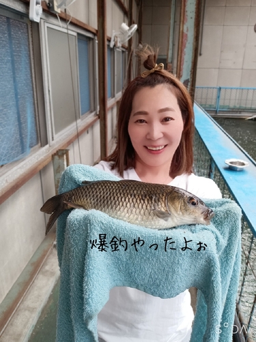 コイの釣果