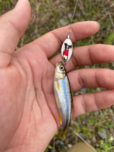 カワムツの釣果