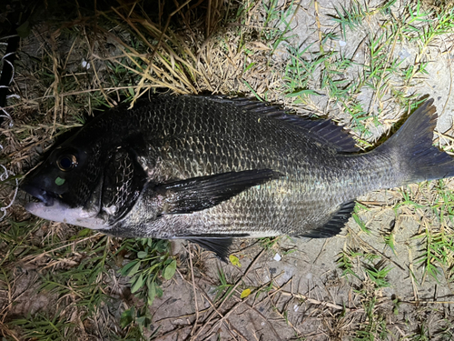 クロダイの釣果