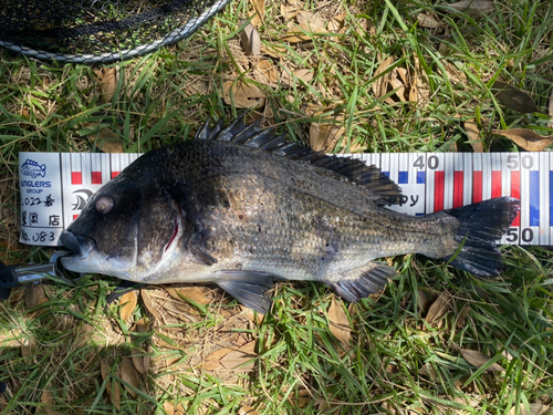 チヌの釣果