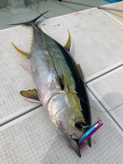 キハダマグロの釣果