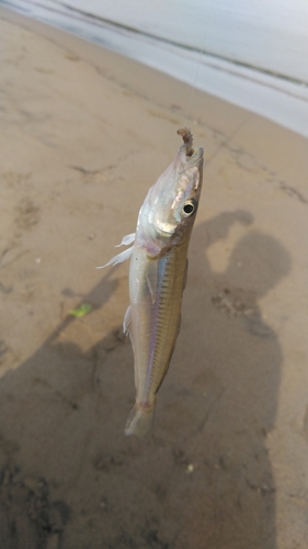 シロギスの釣果