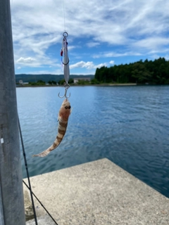 ハゼの釣果