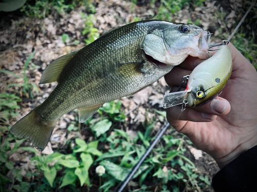 ラージマウスバスの釣果