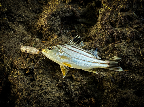 コトヒキの釣果