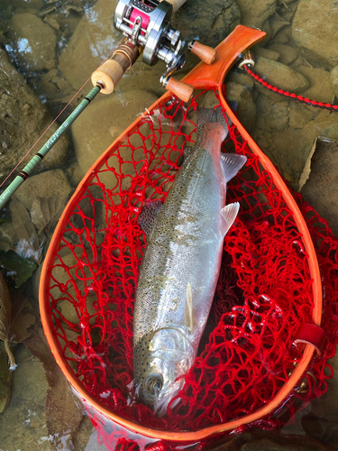 ニジマスの釣果