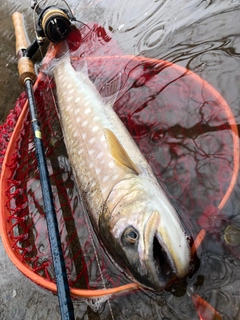 アメマスの釣果