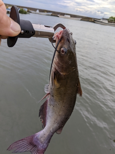 アメリカナマズの釣果