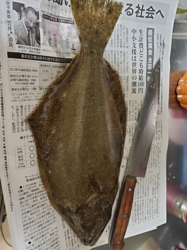 ヒラメの釣果