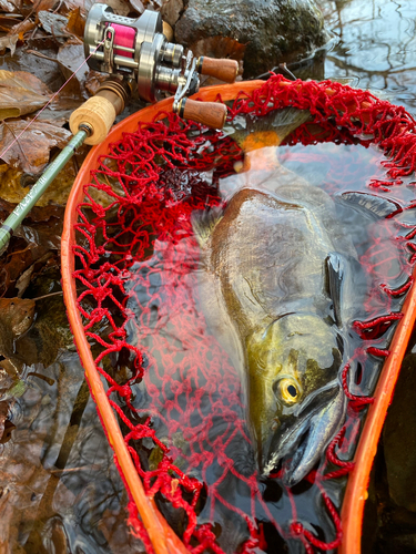 ヒメマスの釣果