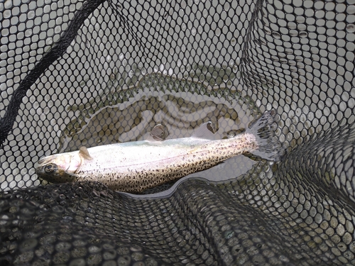 ニジマスの釣果