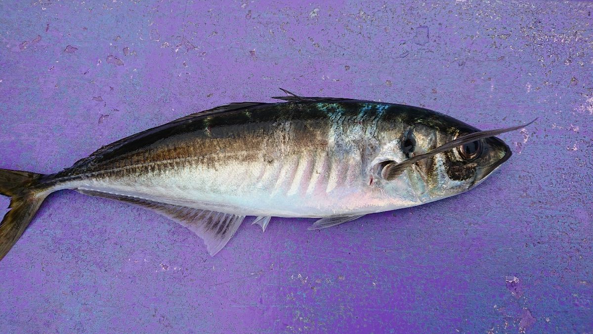 釣りバカじいさんさんの釣果 2枚目の画像