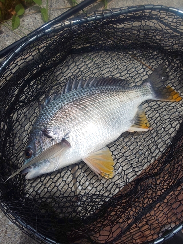 キビレの釣果