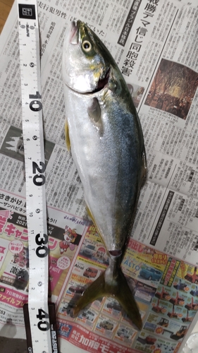 イナダの釣果