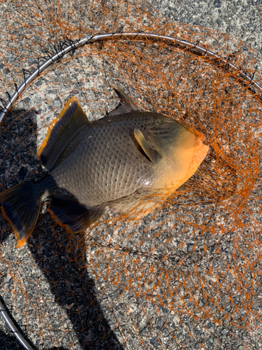 モンガラカワハギの釣果