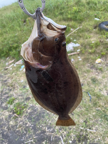 ヒラメの釣果