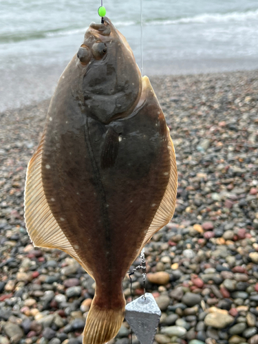 マツカワの釣果