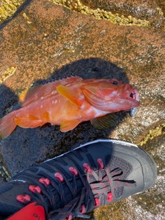 アカハタの釣果