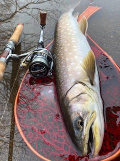 アメマスの釣果