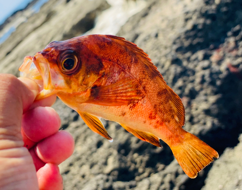 アカメバルの釣果