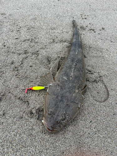 マゴチの釣果