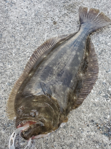 ヒラメの釣果