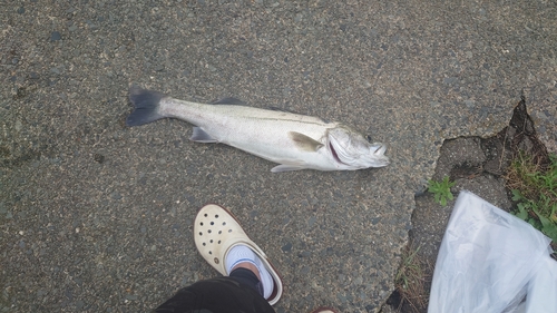 スズキの釣果