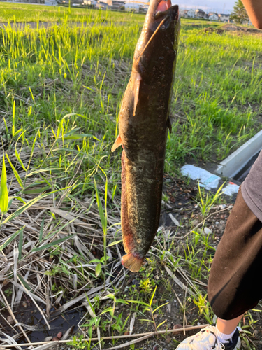 ナマズの釣果