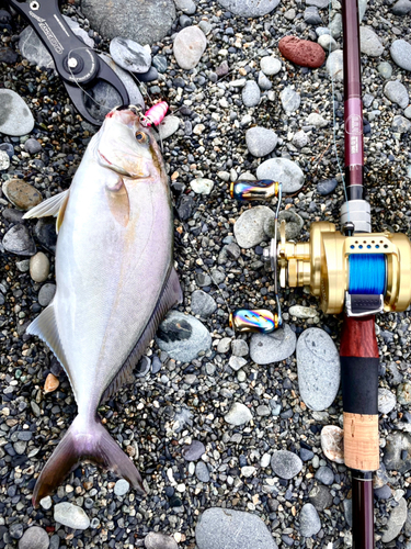 ショゴの釣果