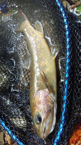 イワナの釣果