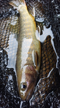 イワナの釣果