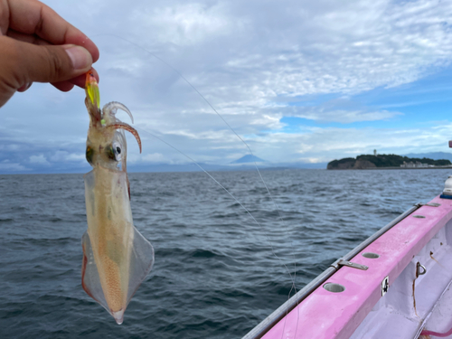 マルイカの釣果