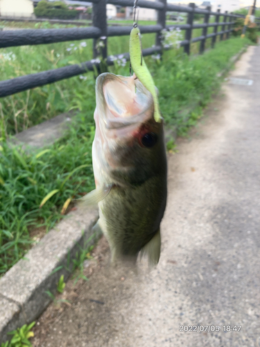 ブラックバスの釣果