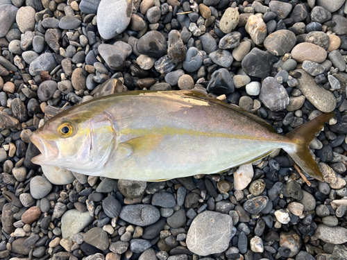 ショゴの釣果