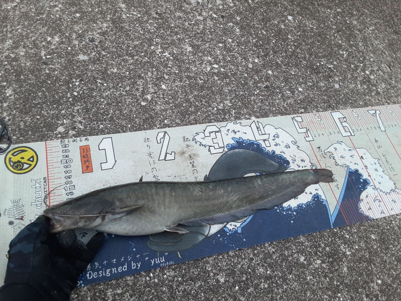 ナマズ